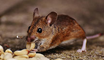 24 Hour & Emergency Exterminators in Woodworth, WI